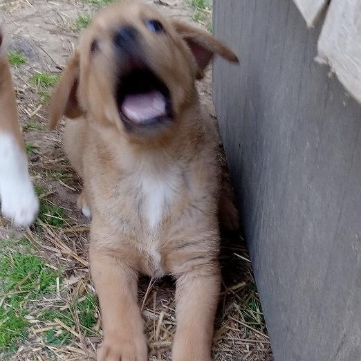 Enlarge Barney, a Adoptable mixed breed in Pine Bluff, AR image 4/6
