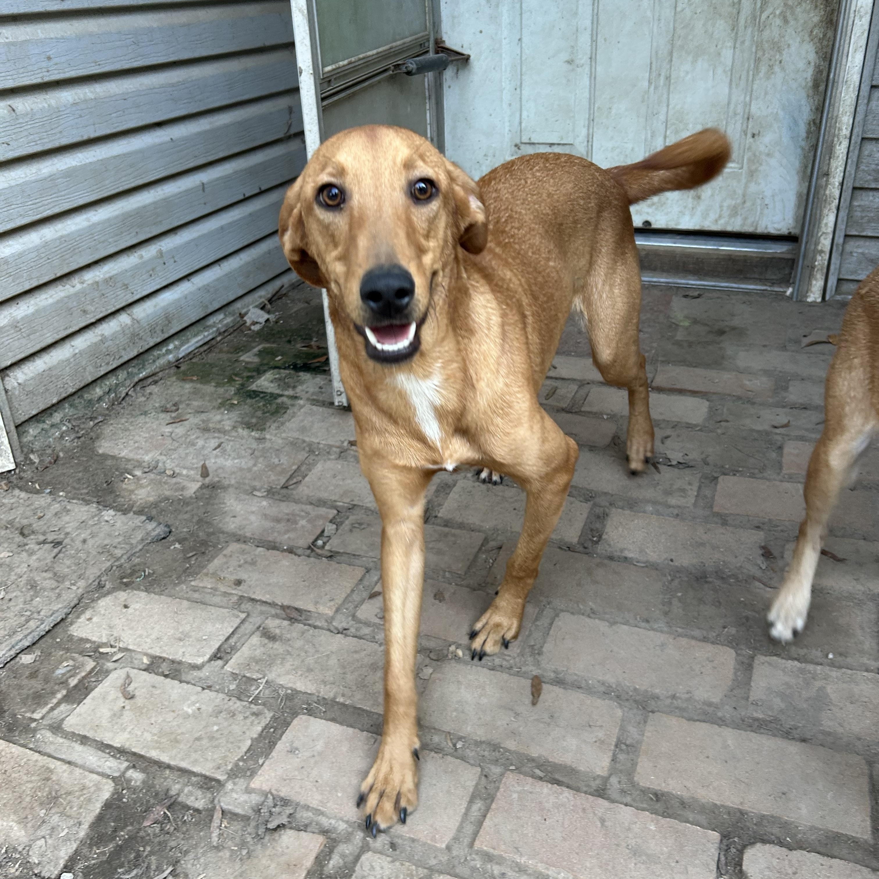 Barney, Adoptable, Young Male Vizsla.