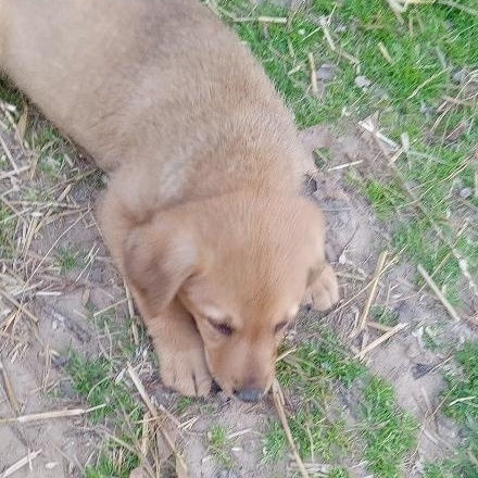 Enlarge Barney, a Adoptable mixed breed in Pine Bluff, AR image 5/6