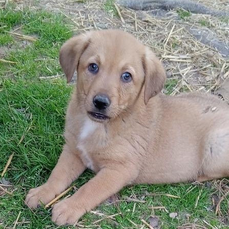 Enlarge Barney, a Adoptable mixed breed in Pine Bluff, AR image 6/6