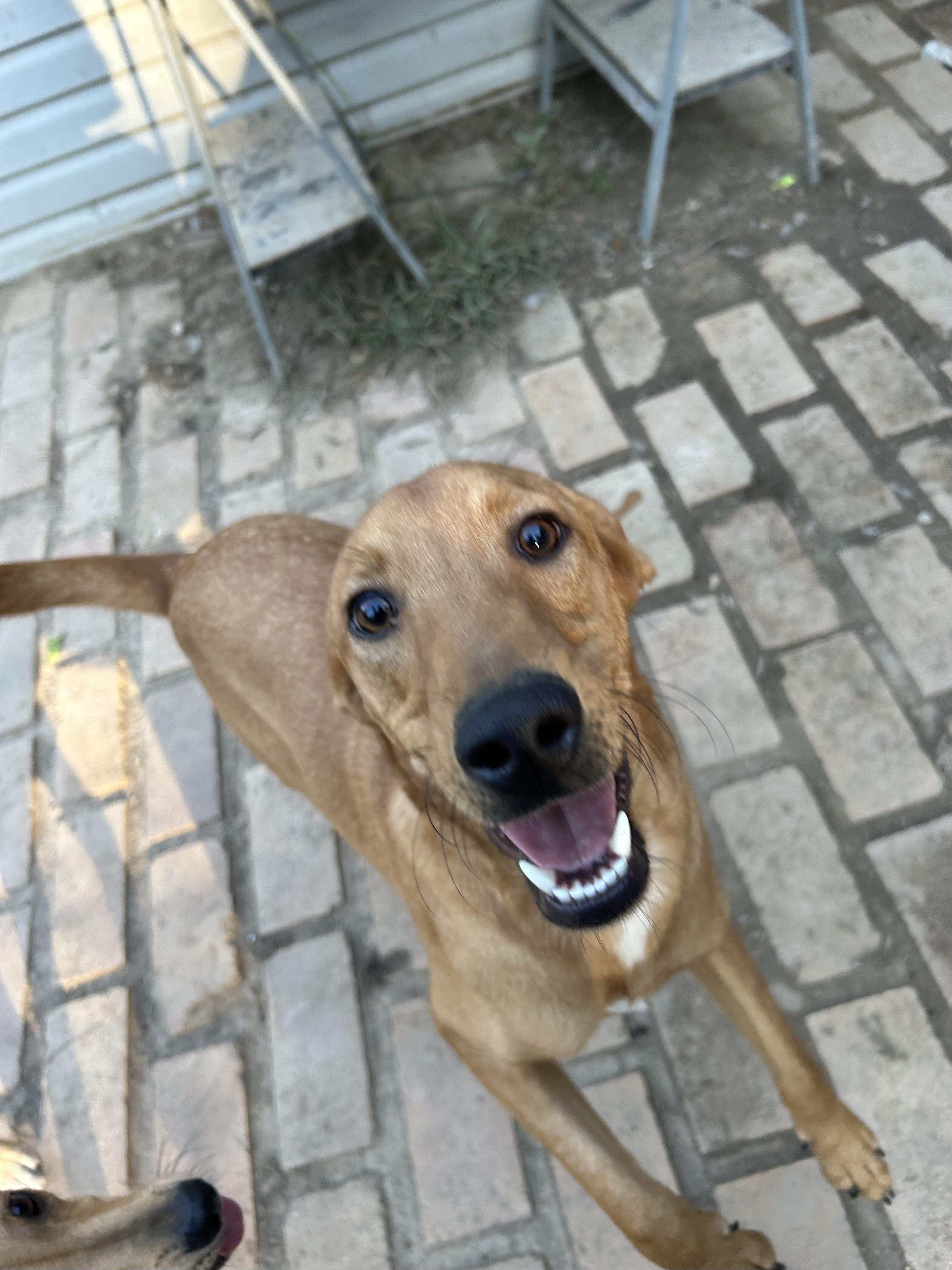 Enlarge Barney, a Adoptable mixed breed in Pine Bluff, AR image 2/6