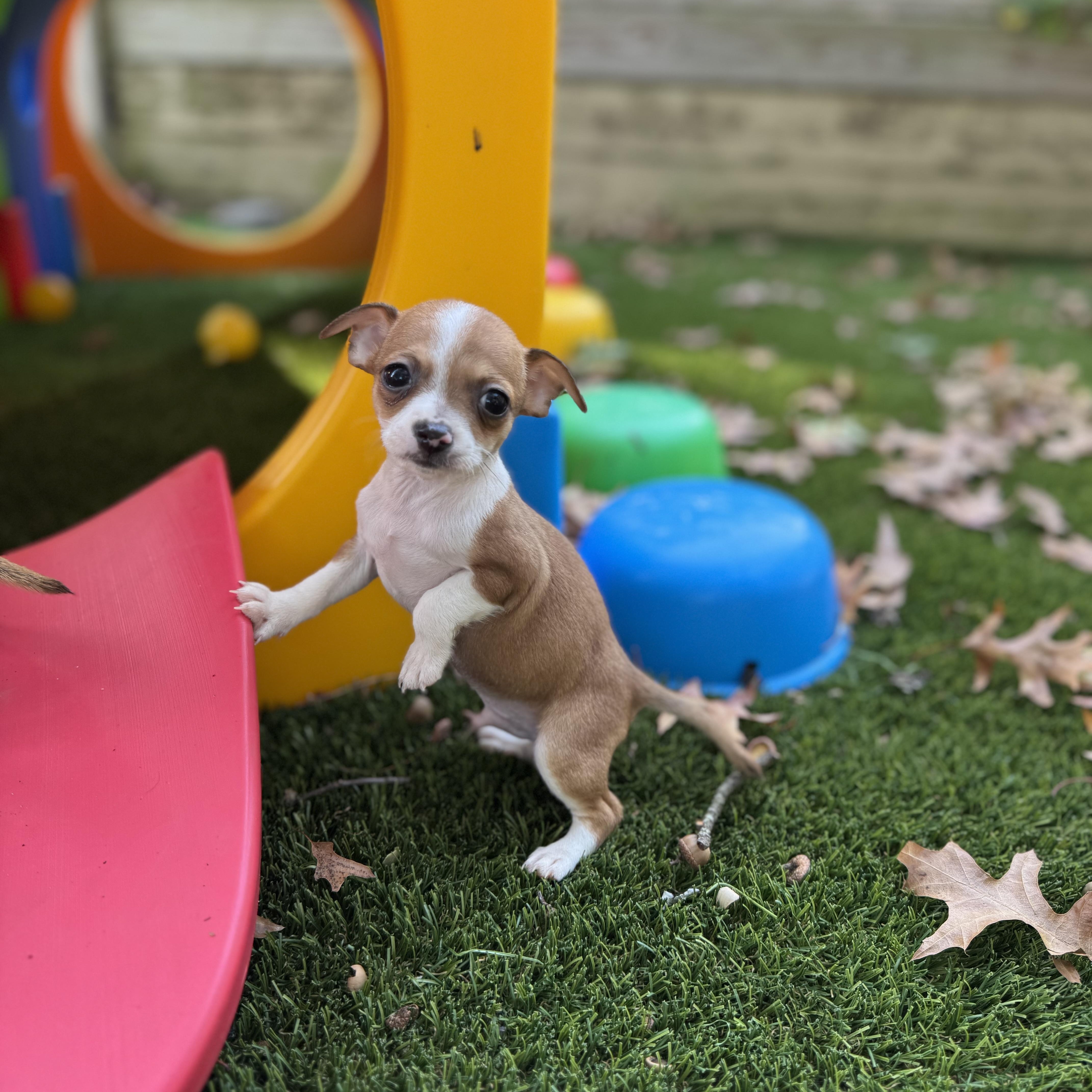 Enlarge Jaq, a Adopted Chihuahua in Collingswood, NJ image 2/5