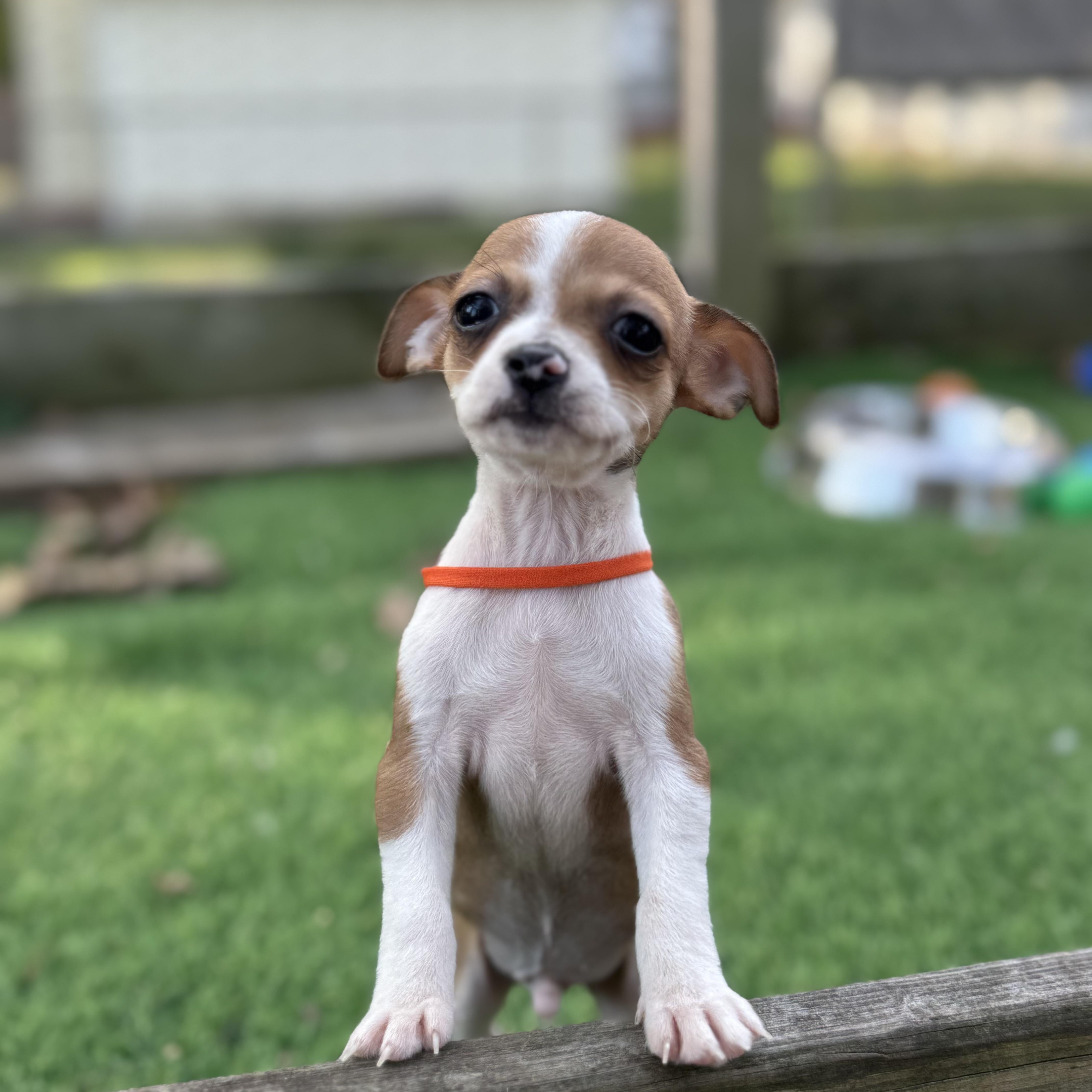 Jaq, Adopted, Puppy Male Chihuahua.
