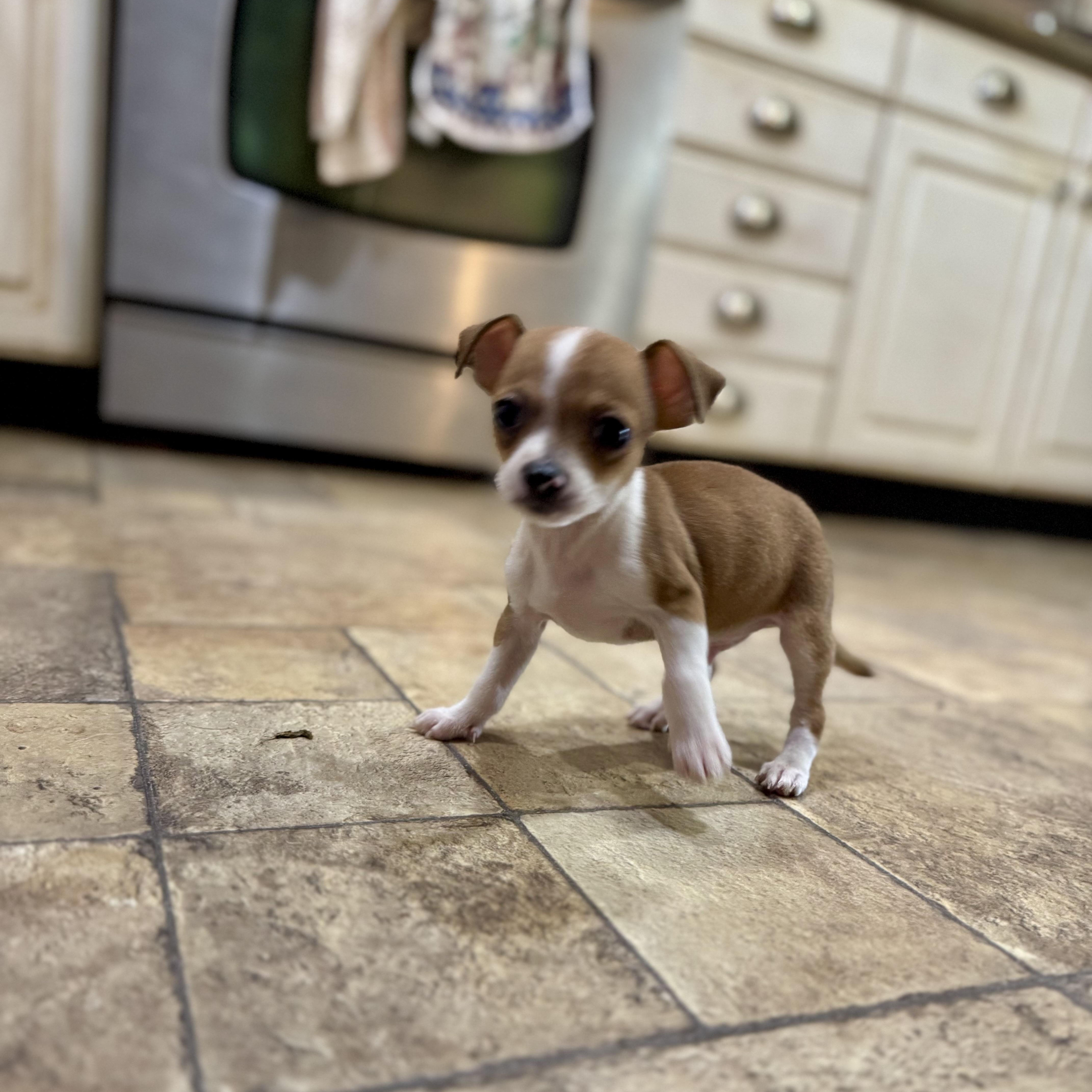 Enlarge Jaq, a Adopted Chihuahua in Collingswood, NJ image 4/5