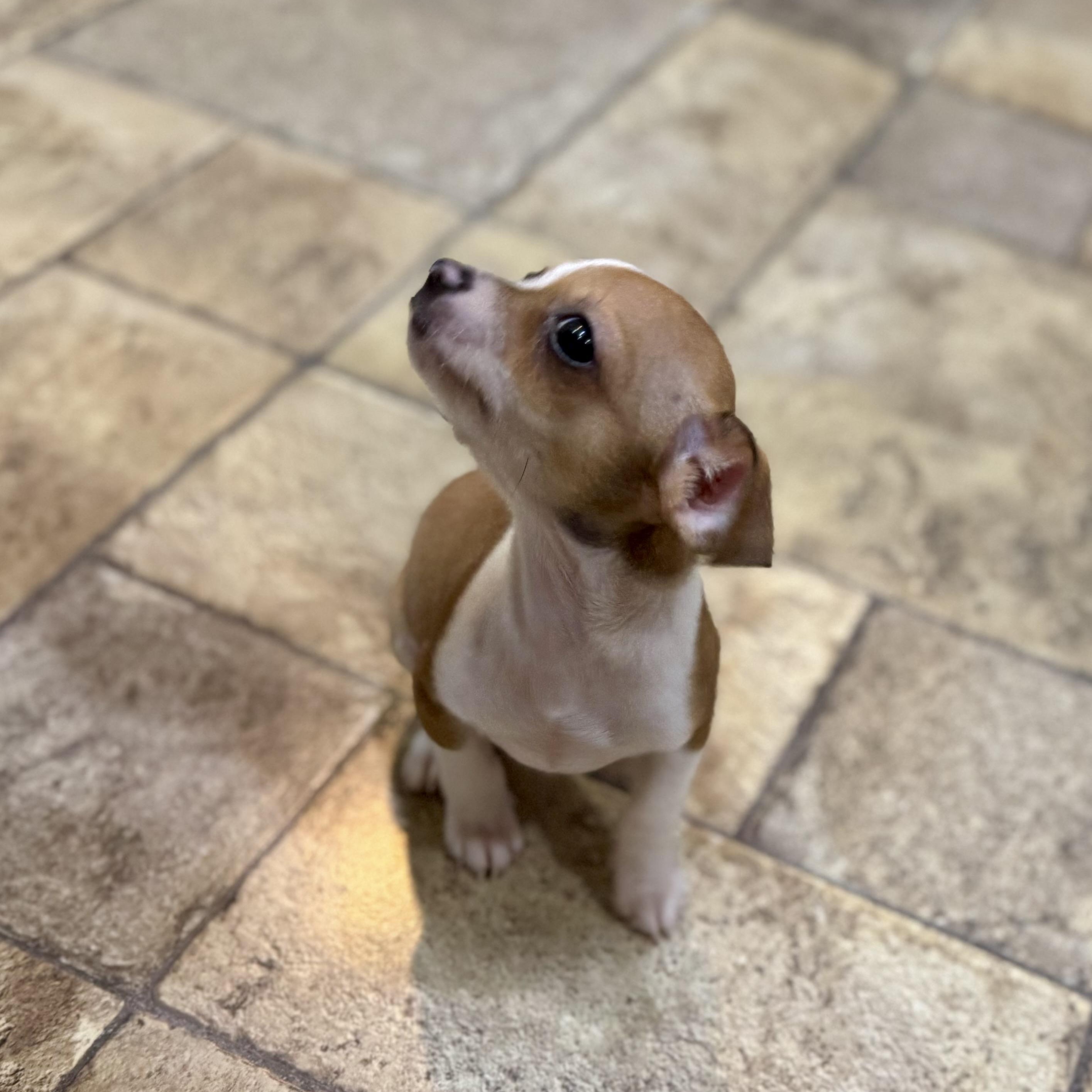 Enlarge Jaq, a Adopted Chihuahua in Collingswood, NJ image 5/5