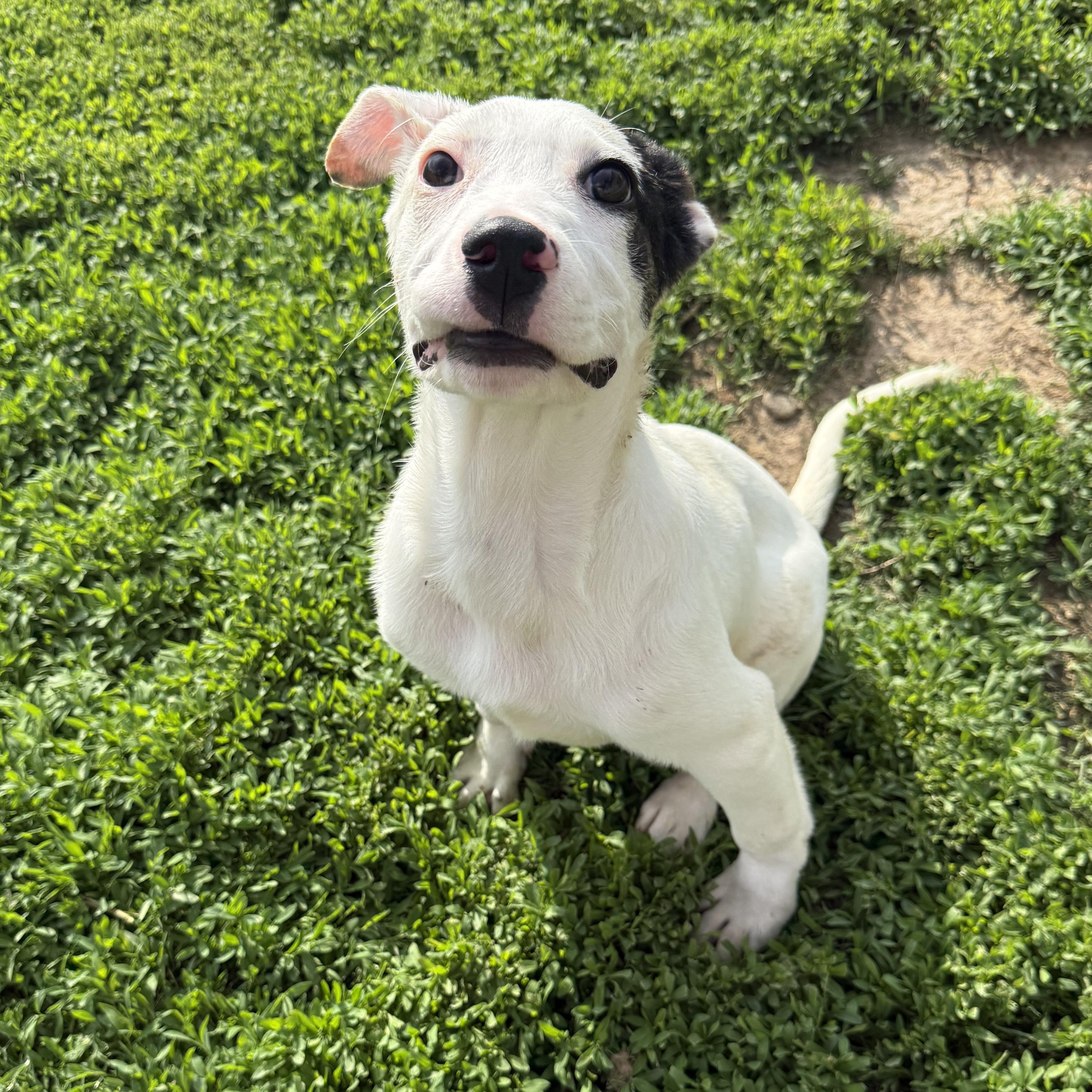 Enlarge PopTart, a ADOPTABLE mixed breed in Brazil, IN image 4/4