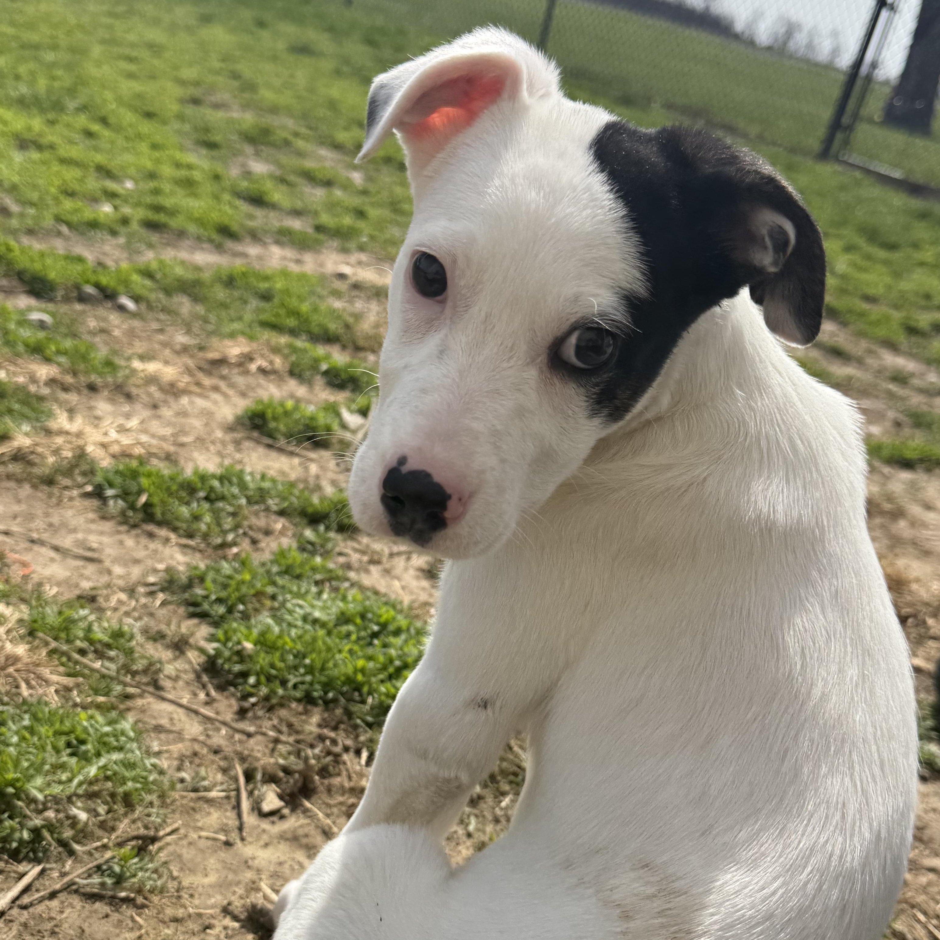 Enlarge PopTart, a ADOPTABLE mixed breed in Brazil, IN image 3/4