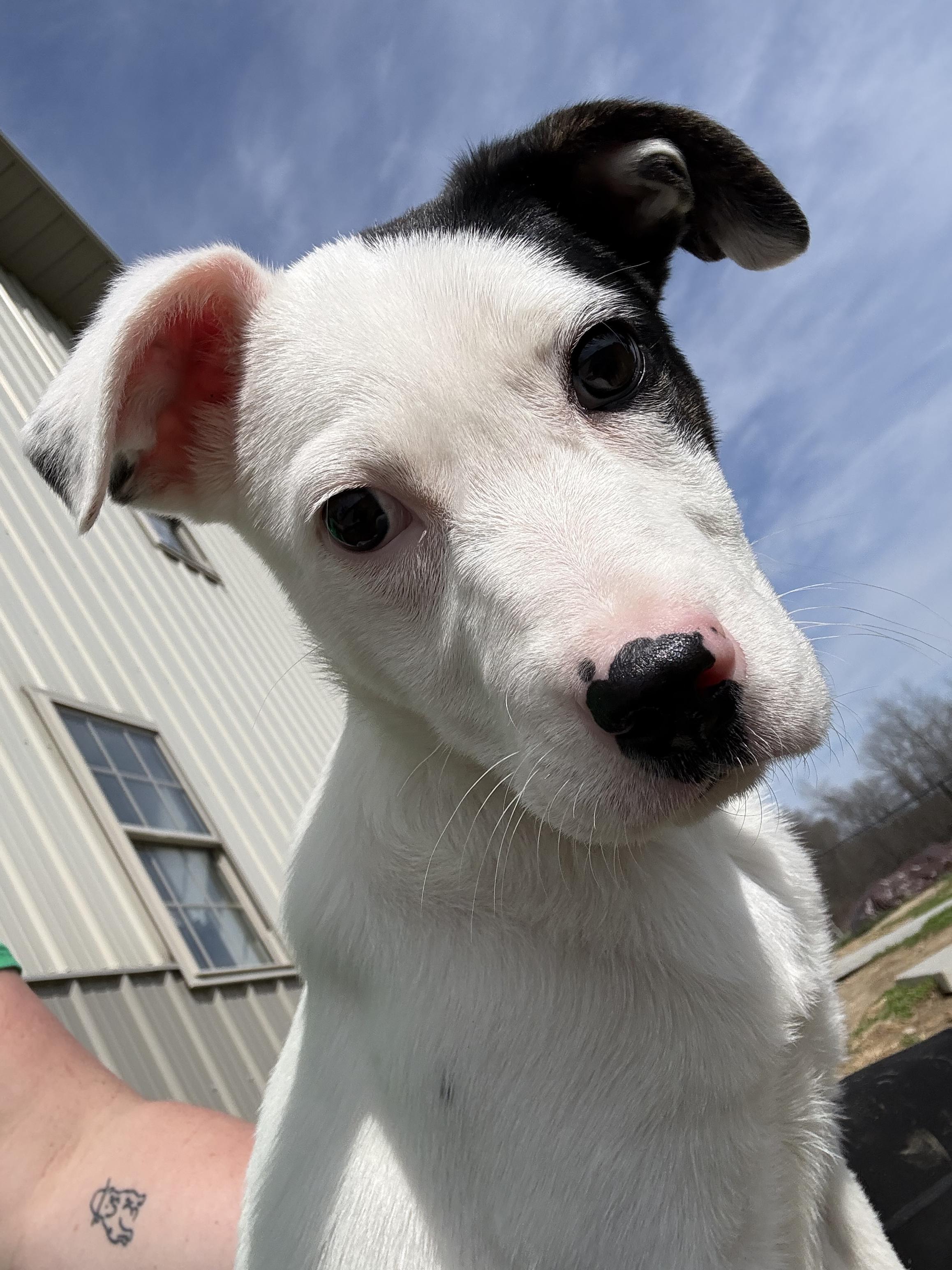 PopTart, ADOPTABLE, Young Female Dutch Shepherd.