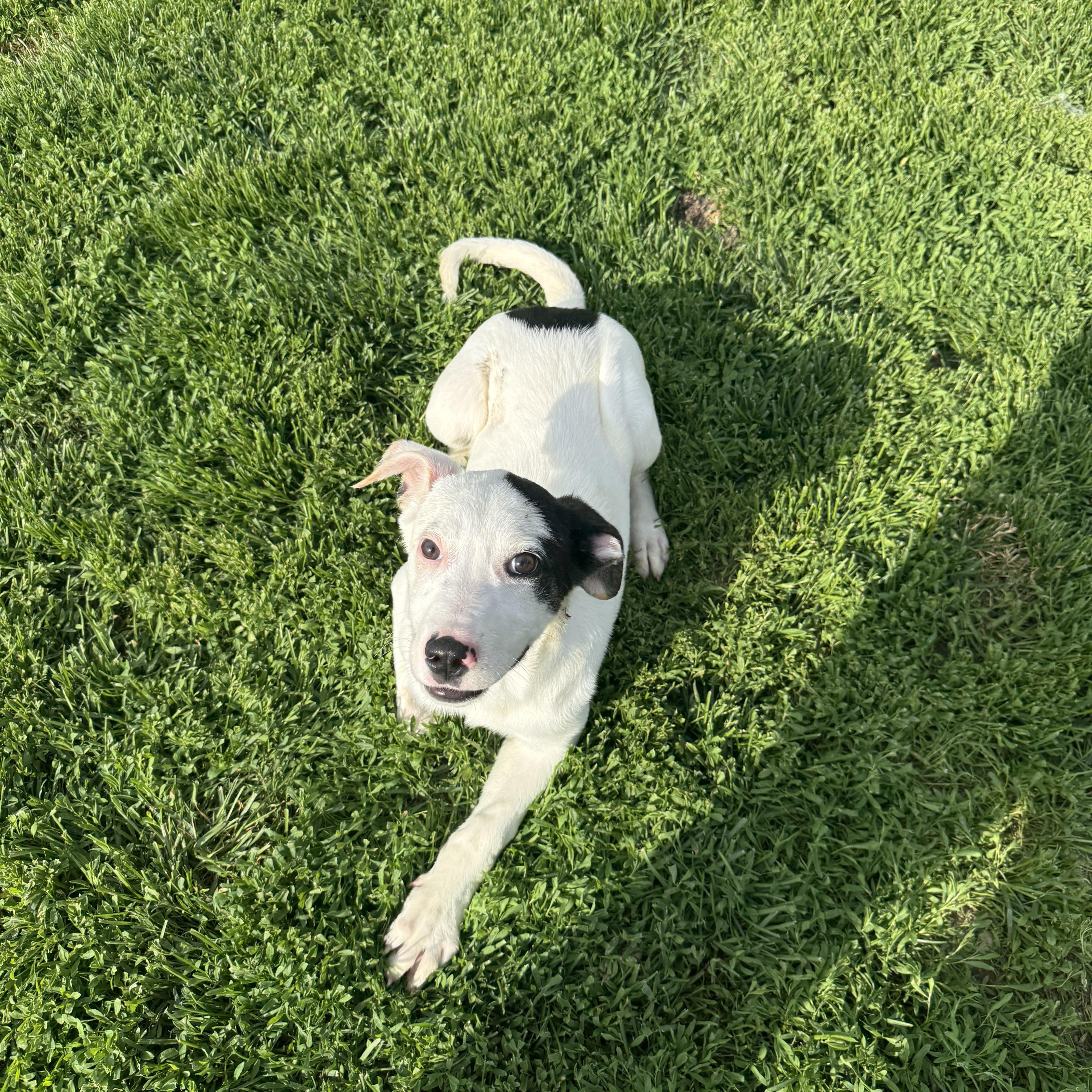 Enlarge PopTart, a ADOPTABLE mixed breed in Brazil, IN image 2/4