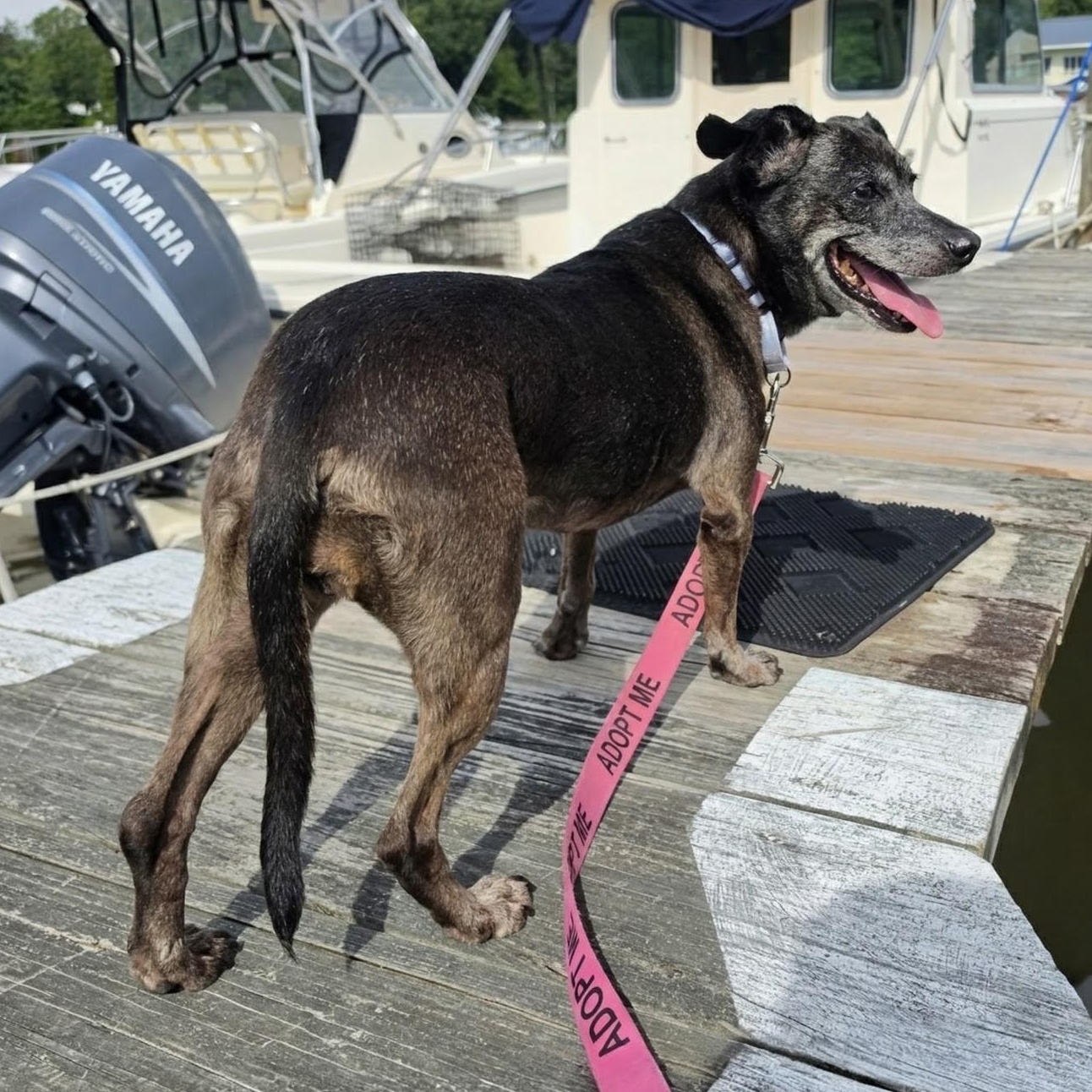 Enlarge Dolly, a Adoptable mixed breed in Annapolis, MD image 5/5