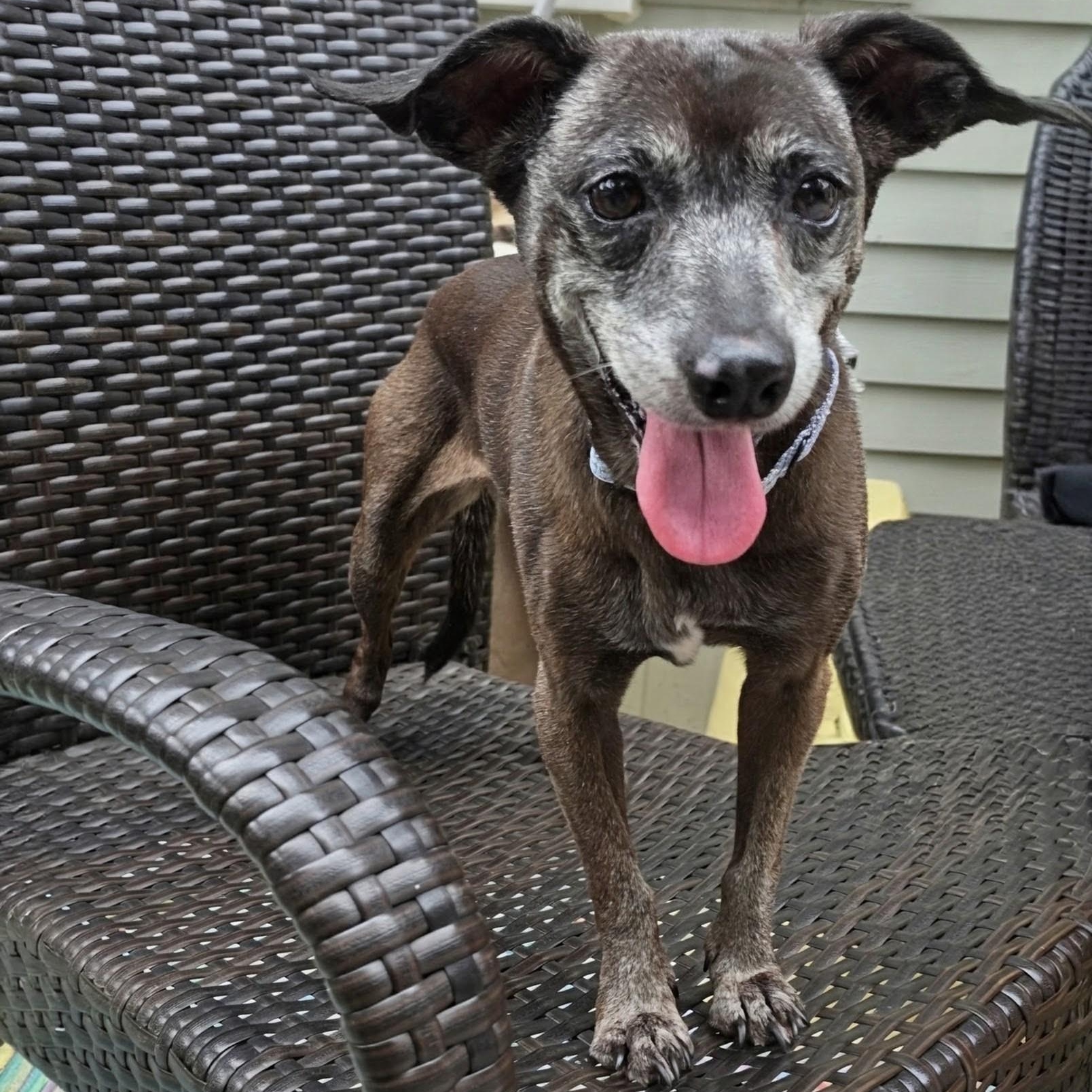 Enlarge Dolly, a Adoptable mixed breed in Annapolis, MD image 2/5