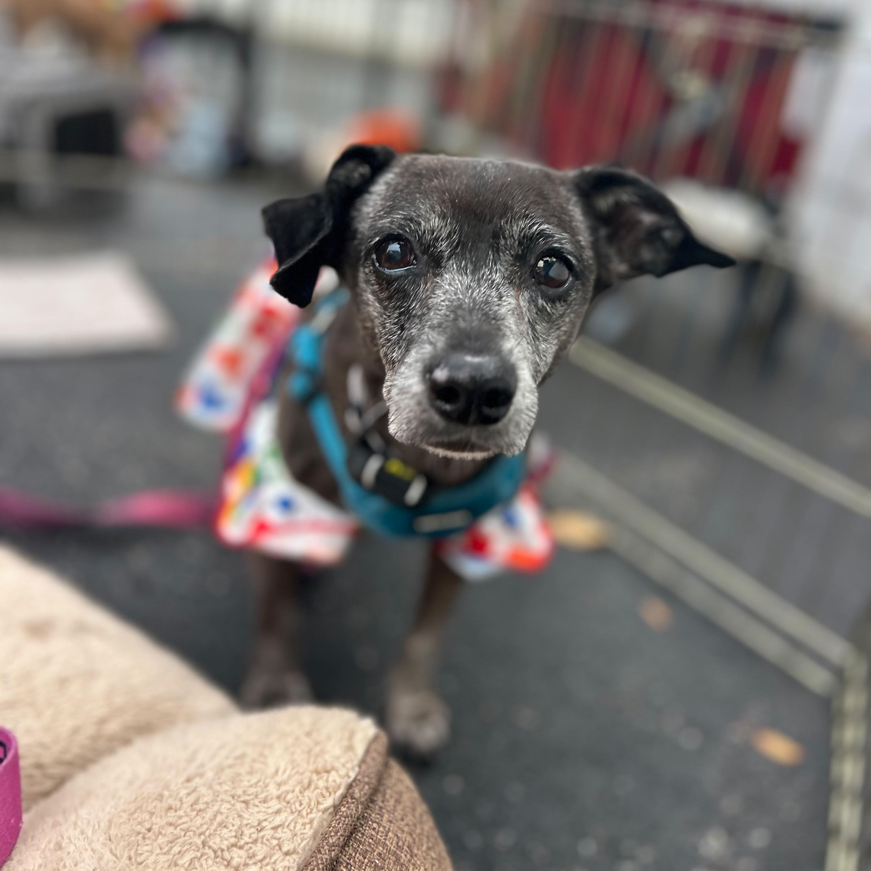 Dolly, Adoptable, Senior Female Chihuahua & Miniature Pinscher.