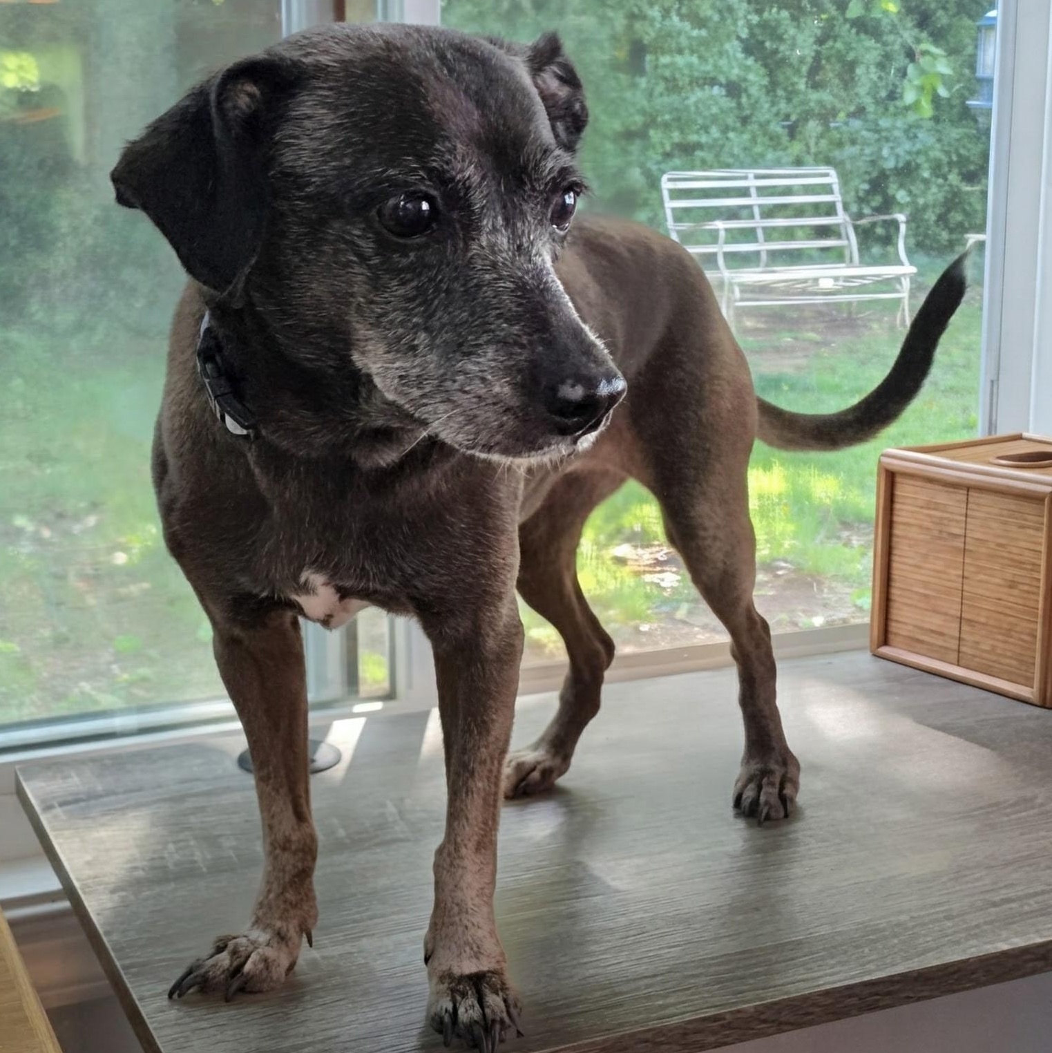Enlarge Dolly, a Adoptable mixed breed in Annapolis, MD image 4/5