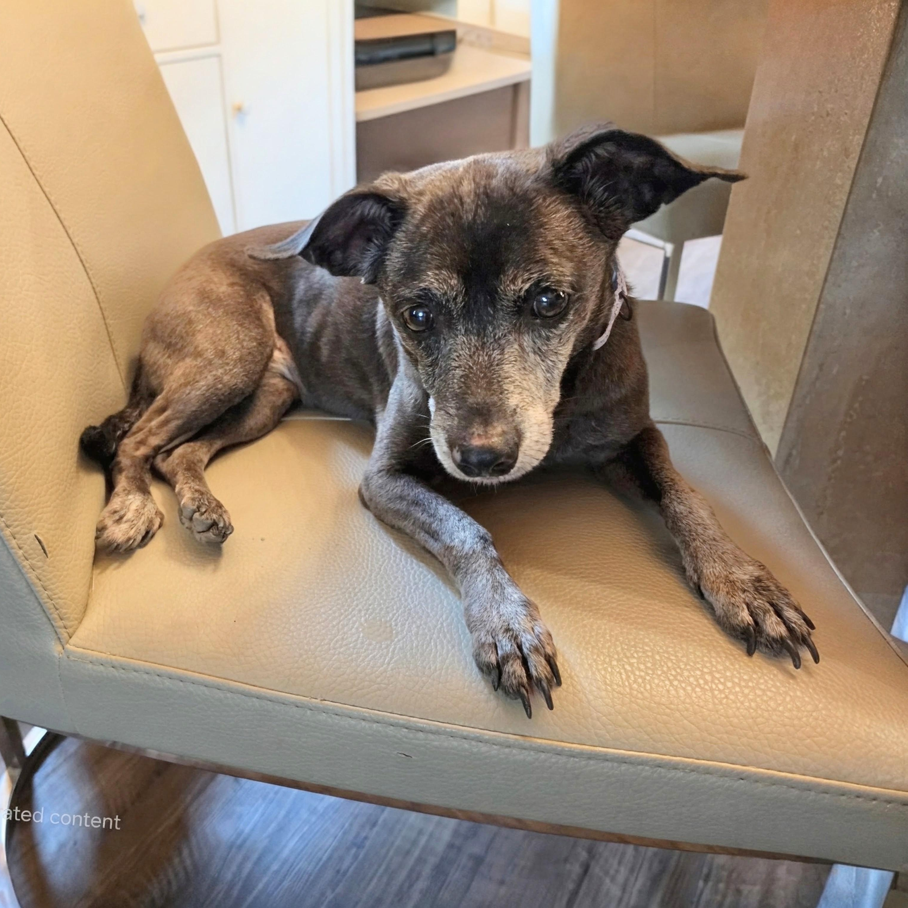 Enlarge Dolly, a Adoptable mixed breed in Annapolis, MD image 3/5