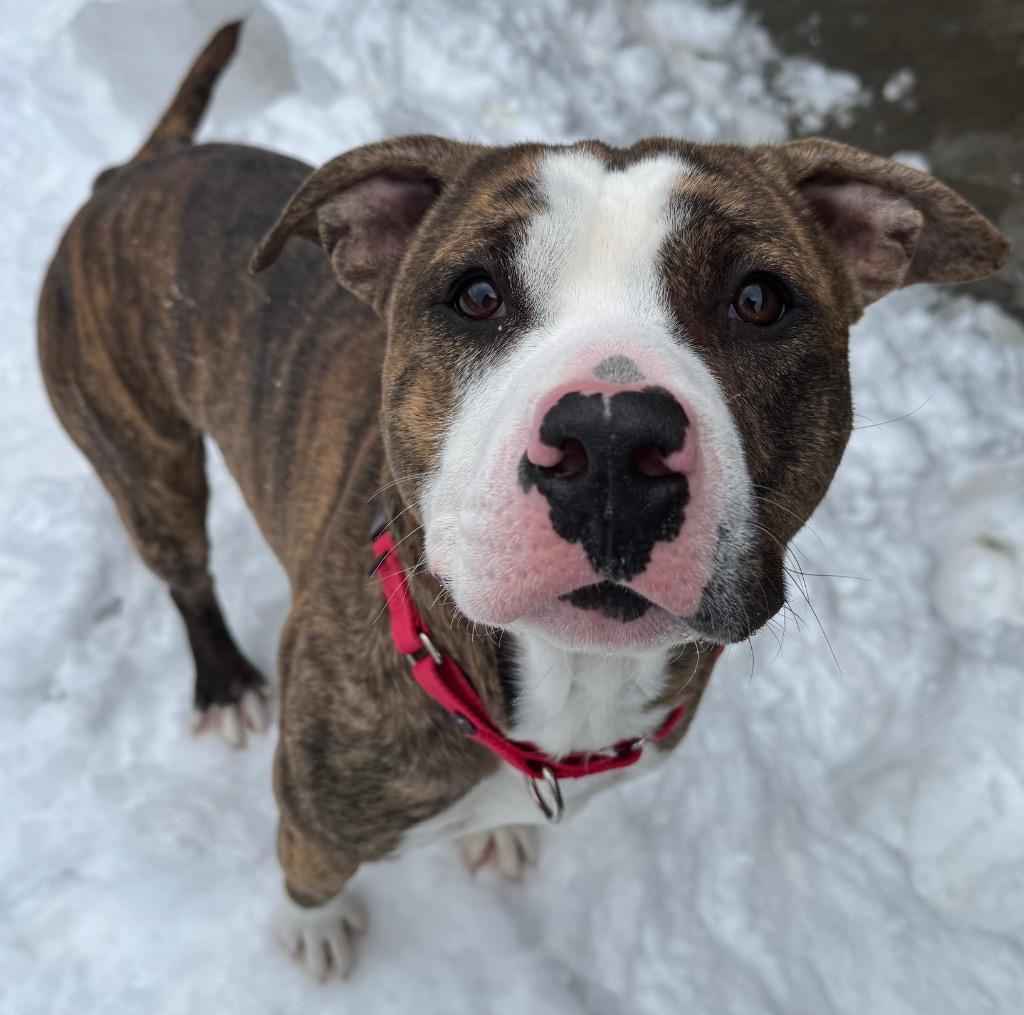 Enlarge Gomez, a Adoptable Pit Bull Terrier in Ferndale, NY image 1/1