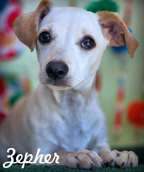 Zepher, a Adopted Dachshund in Anaheim Hills, CA image 1/3