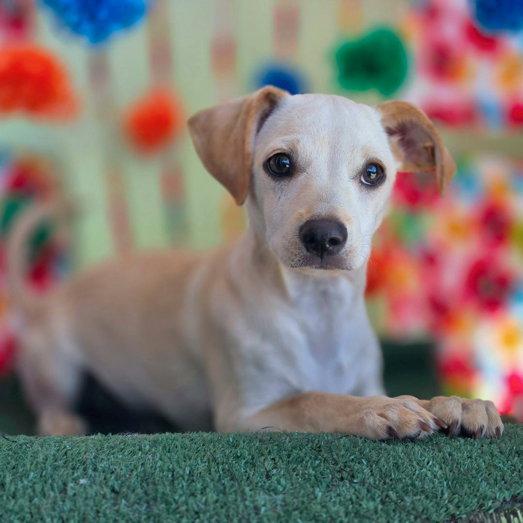 Zepher, a Adopted Dachshund in Anaheim Hills, CA image 2/3