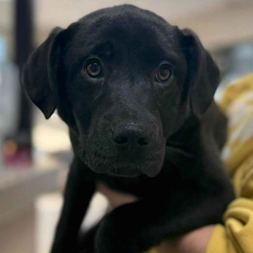 Barbie, Adoptable, Puppy Female Black Labrador Retriever & Great Pyrenees.