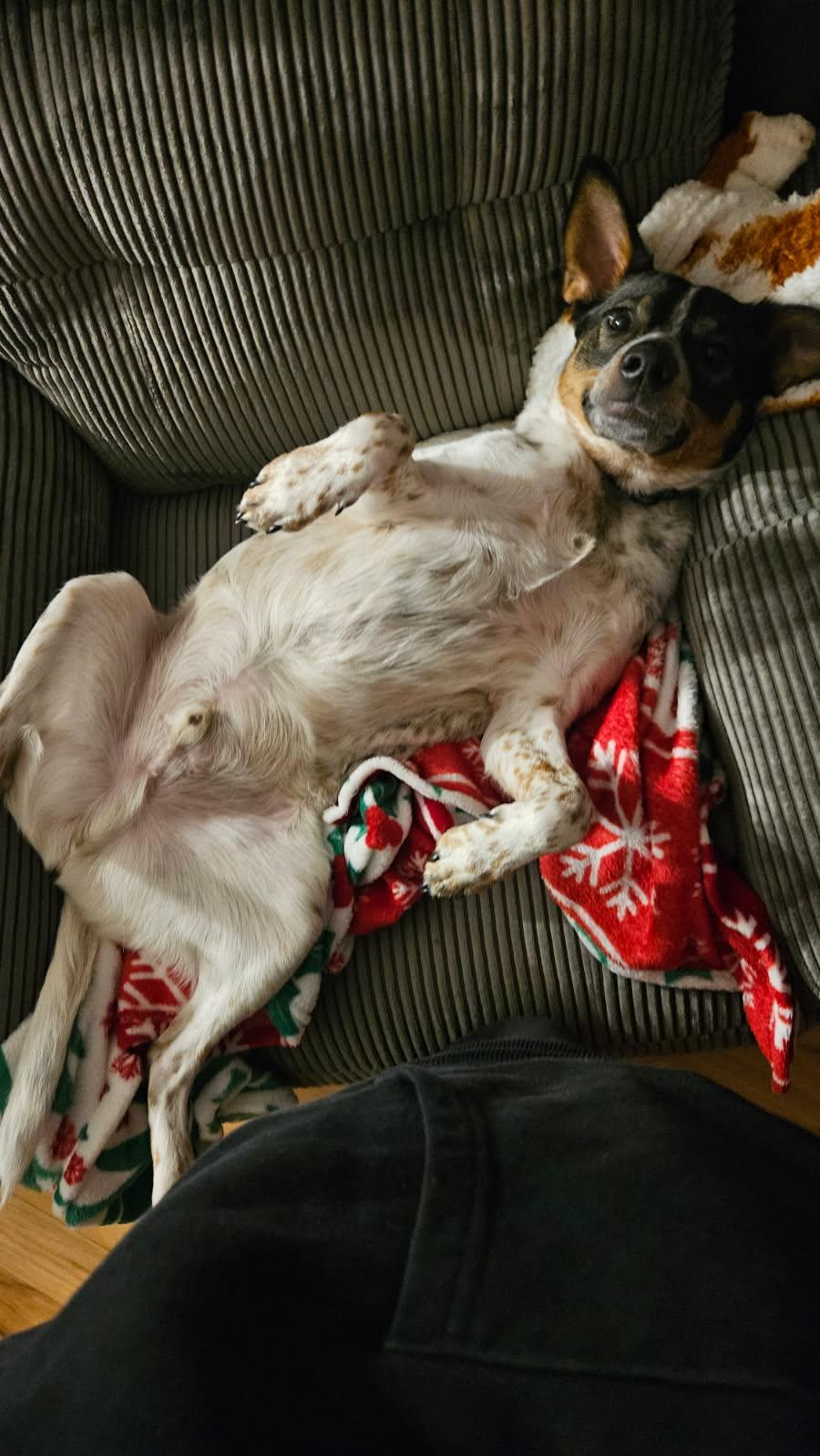 Milo, a ADOPTABLE mixed breed in Aurora, IL image 3/3