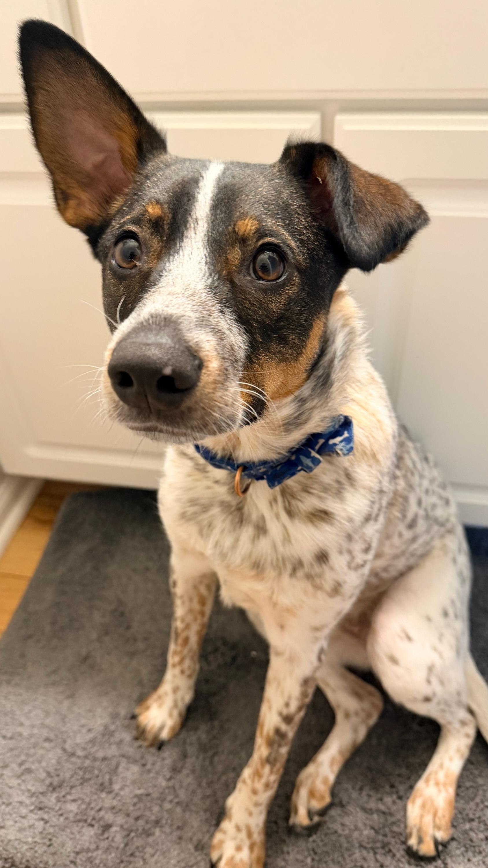 Milo, a ADOPTABLE mixed breed in Aurora, IL image 1/3