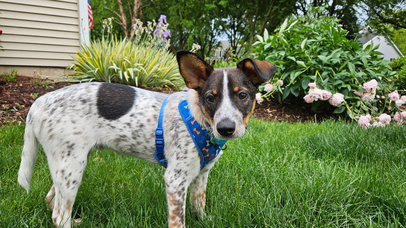 Milo, a ADOPTABLE mixed breed in Aurora, IL image 2/3