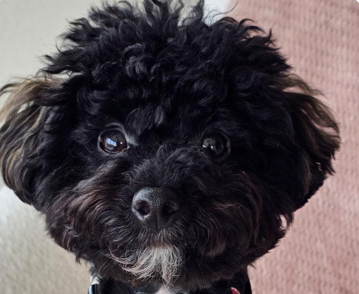 Enlarge Nico, an adopted Miniature Poodle in San Francisco, CA image 1/1