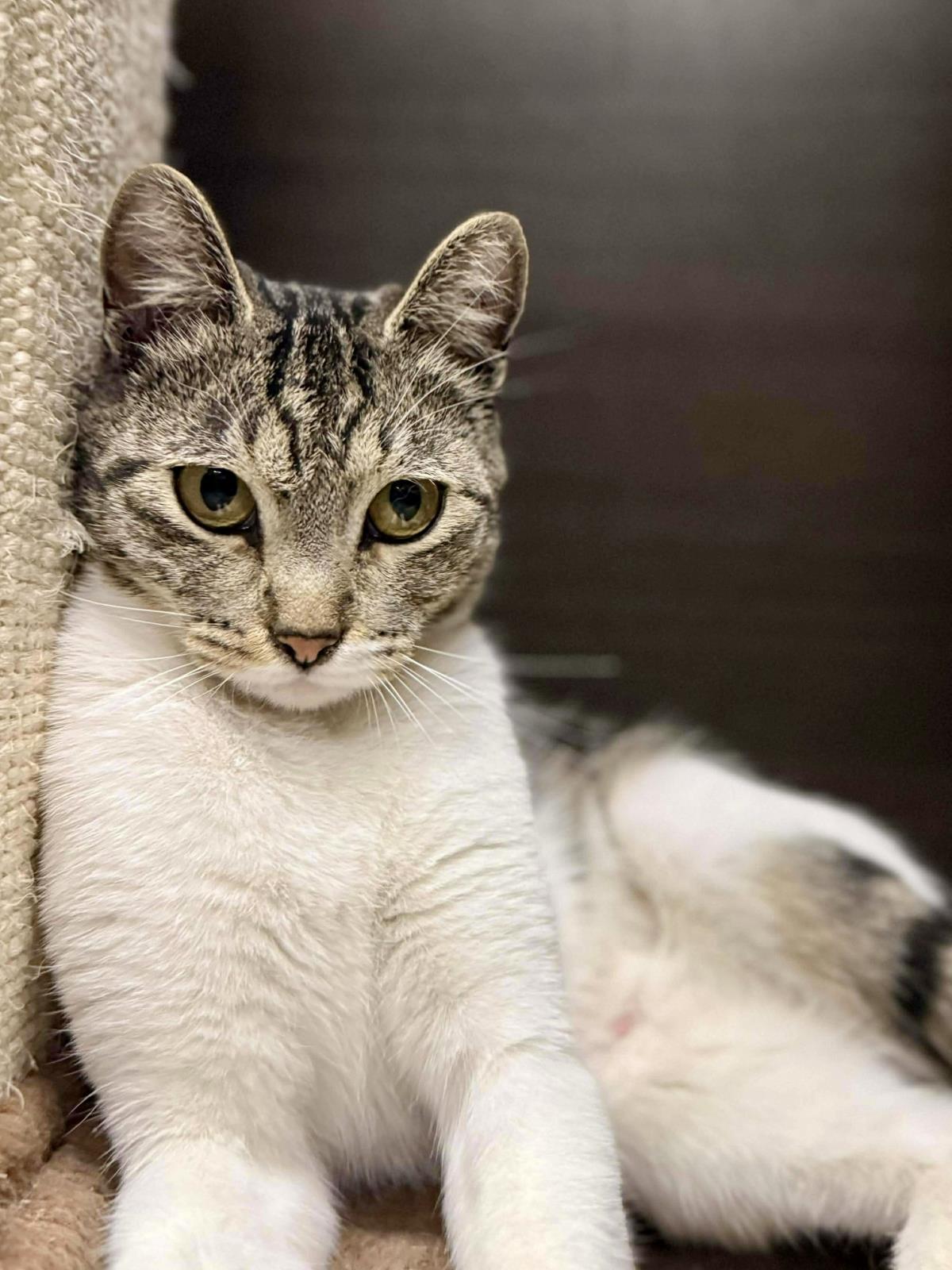 Lucy Lovebug, Adoptable, Young Female Tabby & Domestic Short Hair.