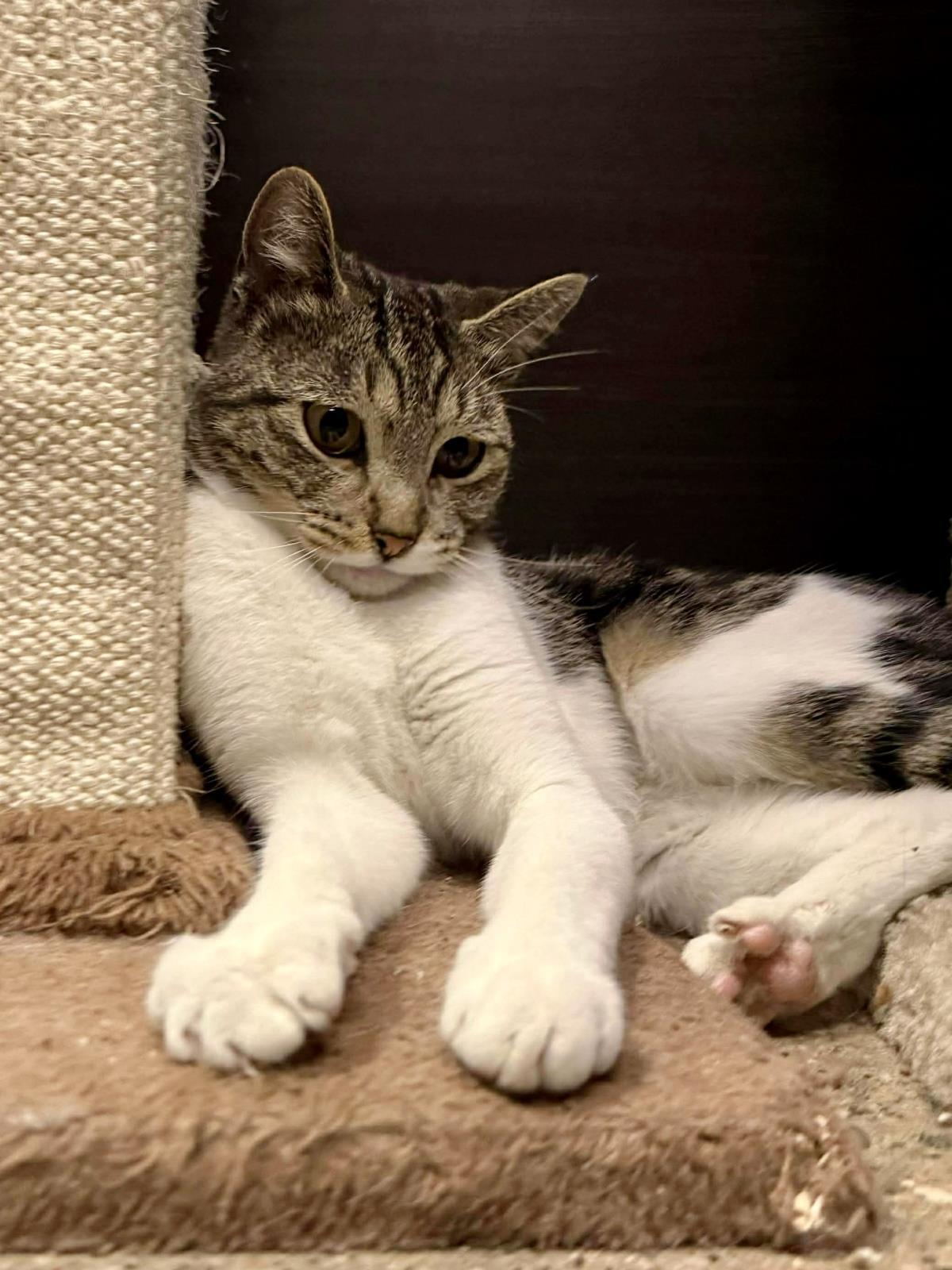 Enlarge Lucy Lovebug, a Adoptable mixed breed in Chandler, AZ image 2/3