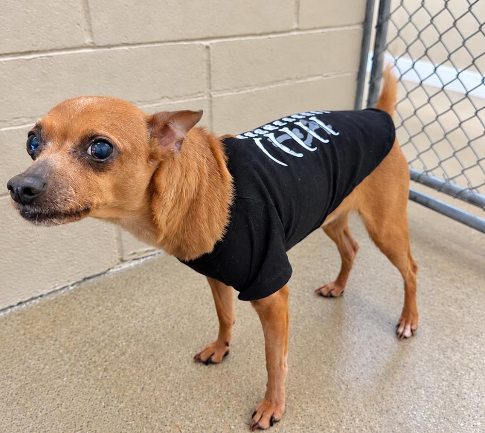 Enlarge Jack, a Adoptable mixed breed in Cheboygan, MI image 2/2