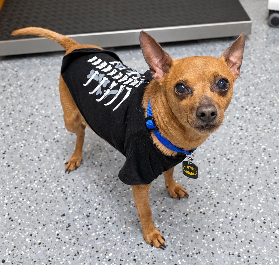 Jack, Adoptable, Senior Male Chihuahua & Miniature Pinscher.