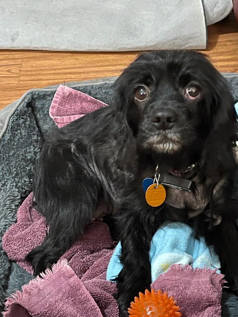 S'mores, Adoptable, Senior Female Cocker Spaniel.