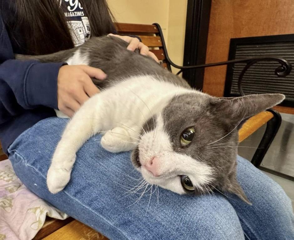 Benjamin, Adoptable, Senior Male Domestic Short Hair.