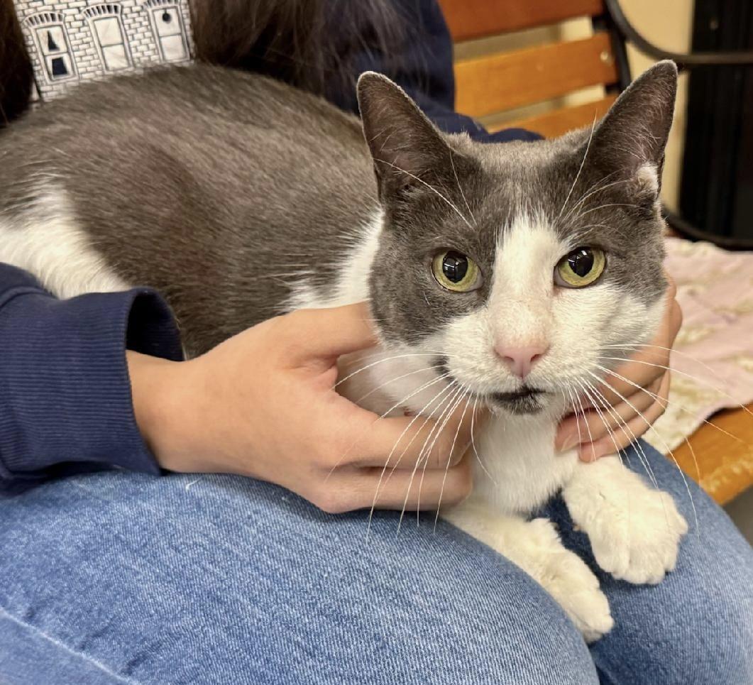 Enlarge Benjamin, a Adoptable Domestic Short Hair in Columbia, SC image 2/2