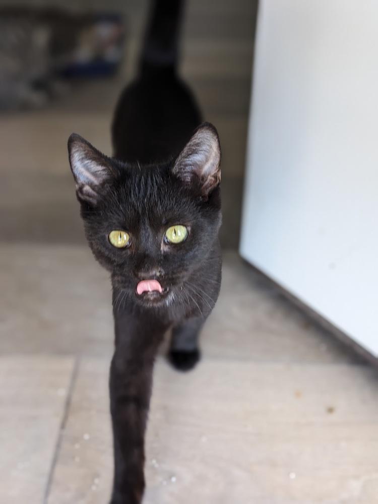 Enlarge Donut, a Adoptable Domestic Short Hair in Lewisburg, TN image 1/2