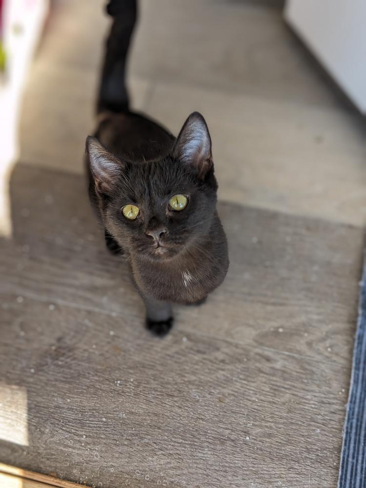 Enlarge Donut, a Adoptable Domestic Short Hair in Lewisburg, TN image 2/2