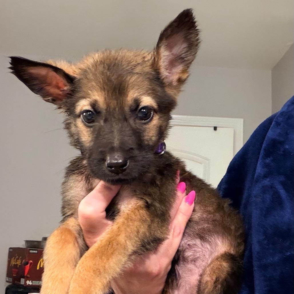 Kara, Adoptable, Puppy Female Shepherd.