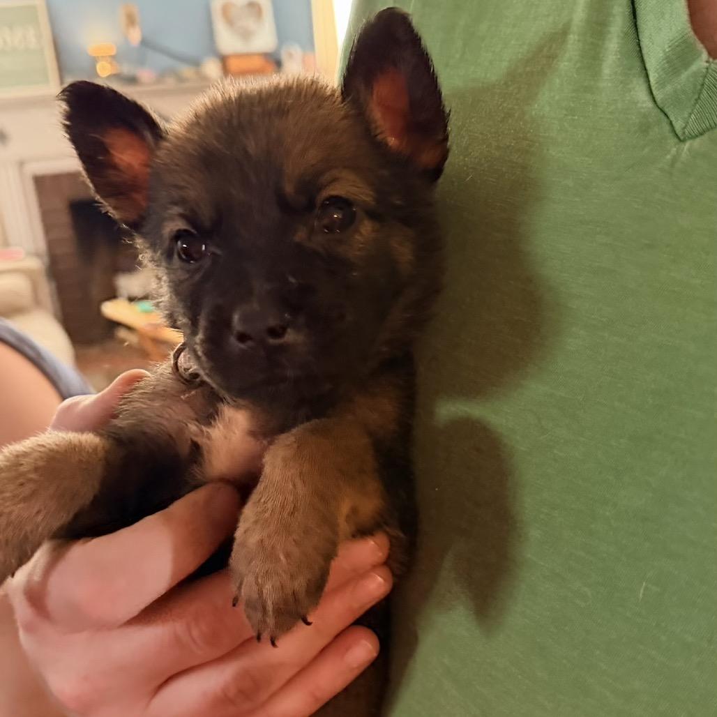 Enlarge Kara, a Adoptable Shepherd in Saint John, IN image 3/6