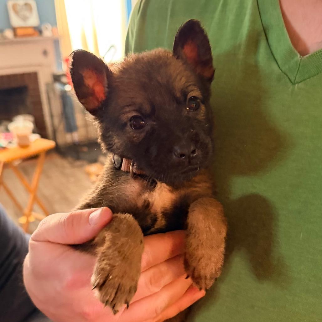 Enlarge Kara, a Adoptable Shepherd in Saint John, IN image 4/6