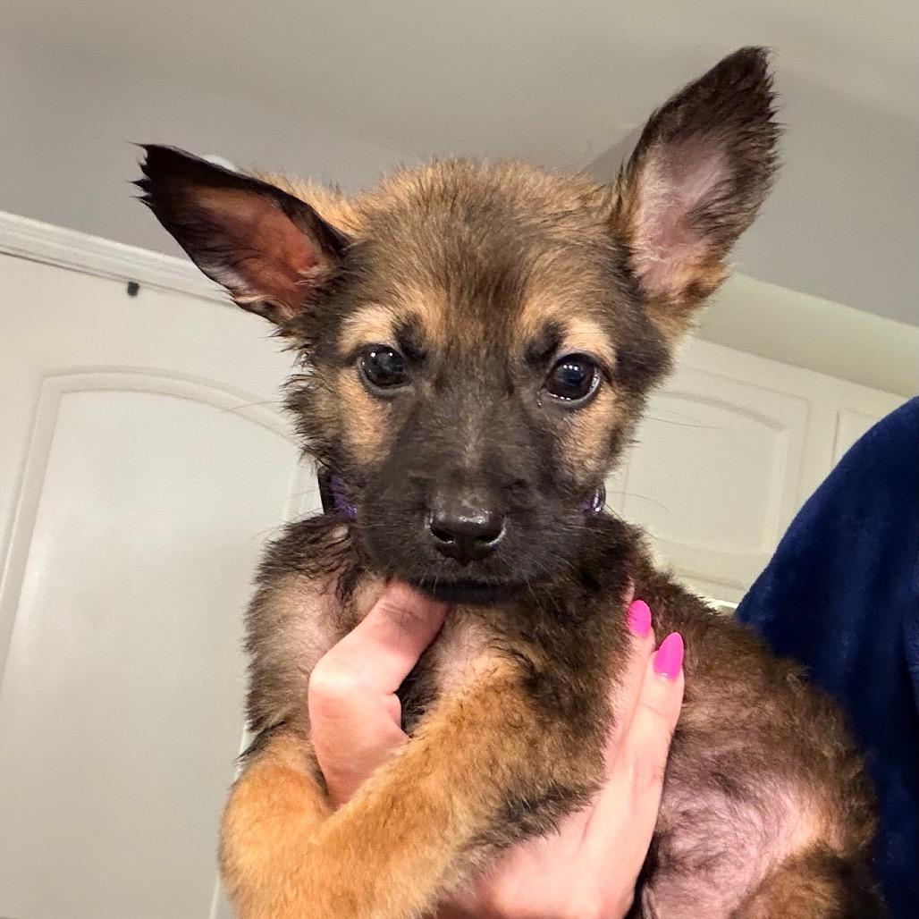 Enlarge Kara, a Adoptable Shepherd in Saint John, IN image 5/6