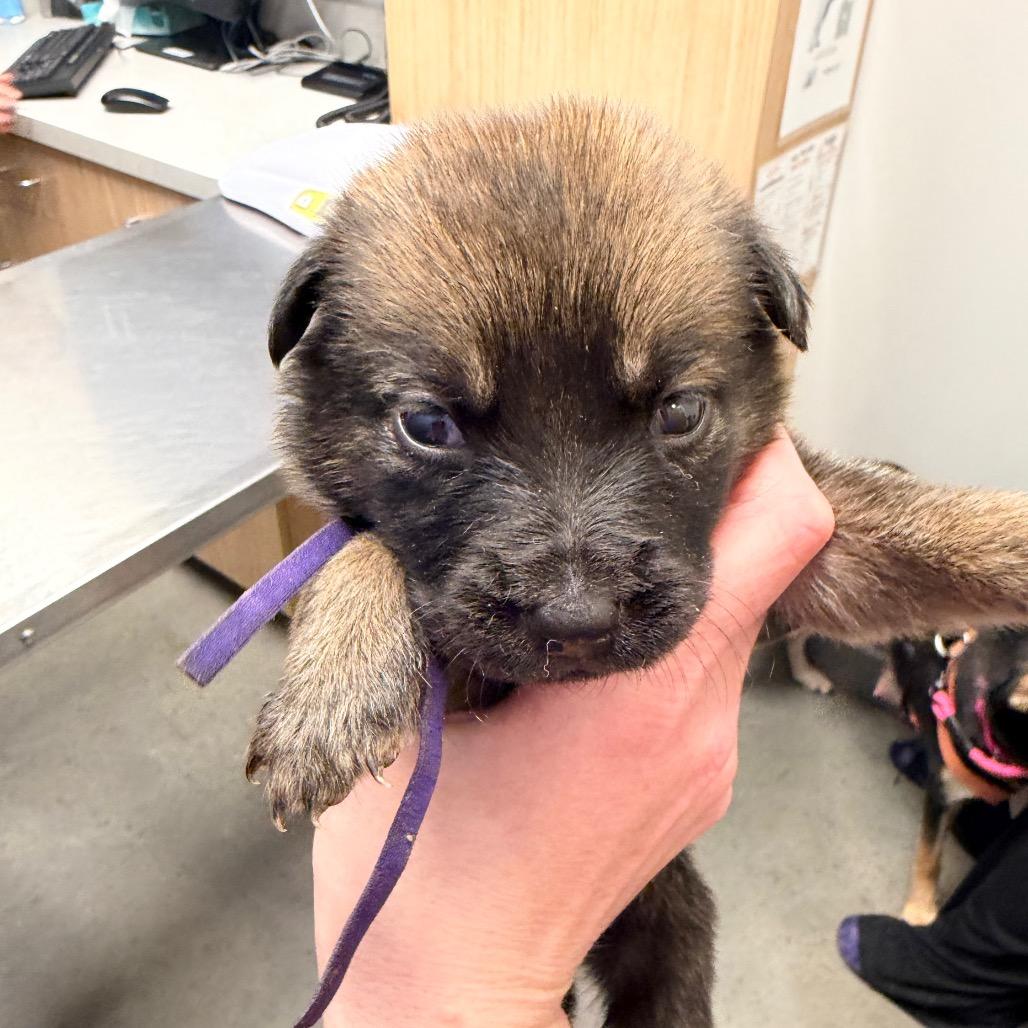 Enlarge Kara, a Adoptable Shepherd in Saint John, IN image 6/6