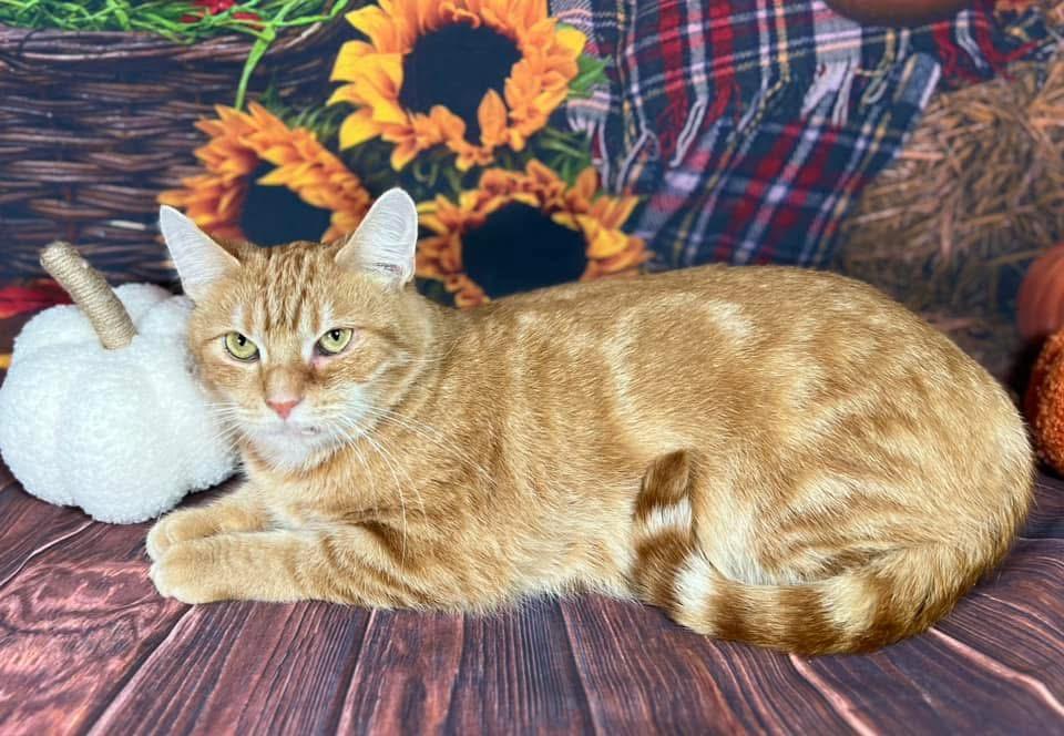 Marmalade, Adoptable, Senior Female Tabby & Domestic Short Hair.