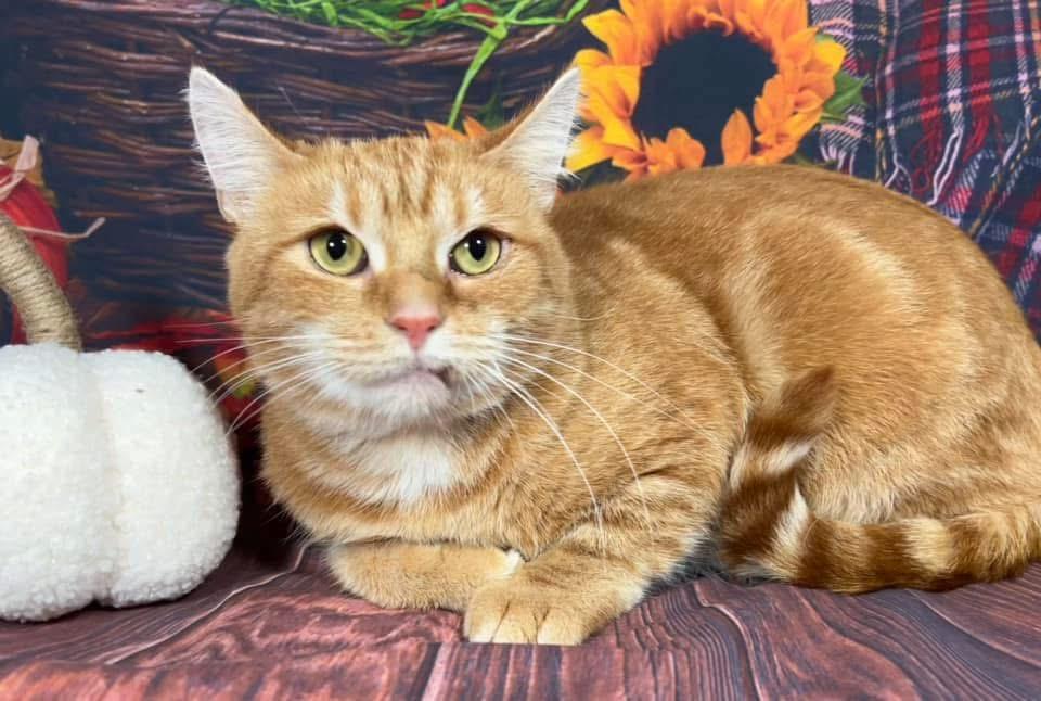 Enlarge Marmalade, a Adoptable mixed breed in Greensburg, PA image 7/8