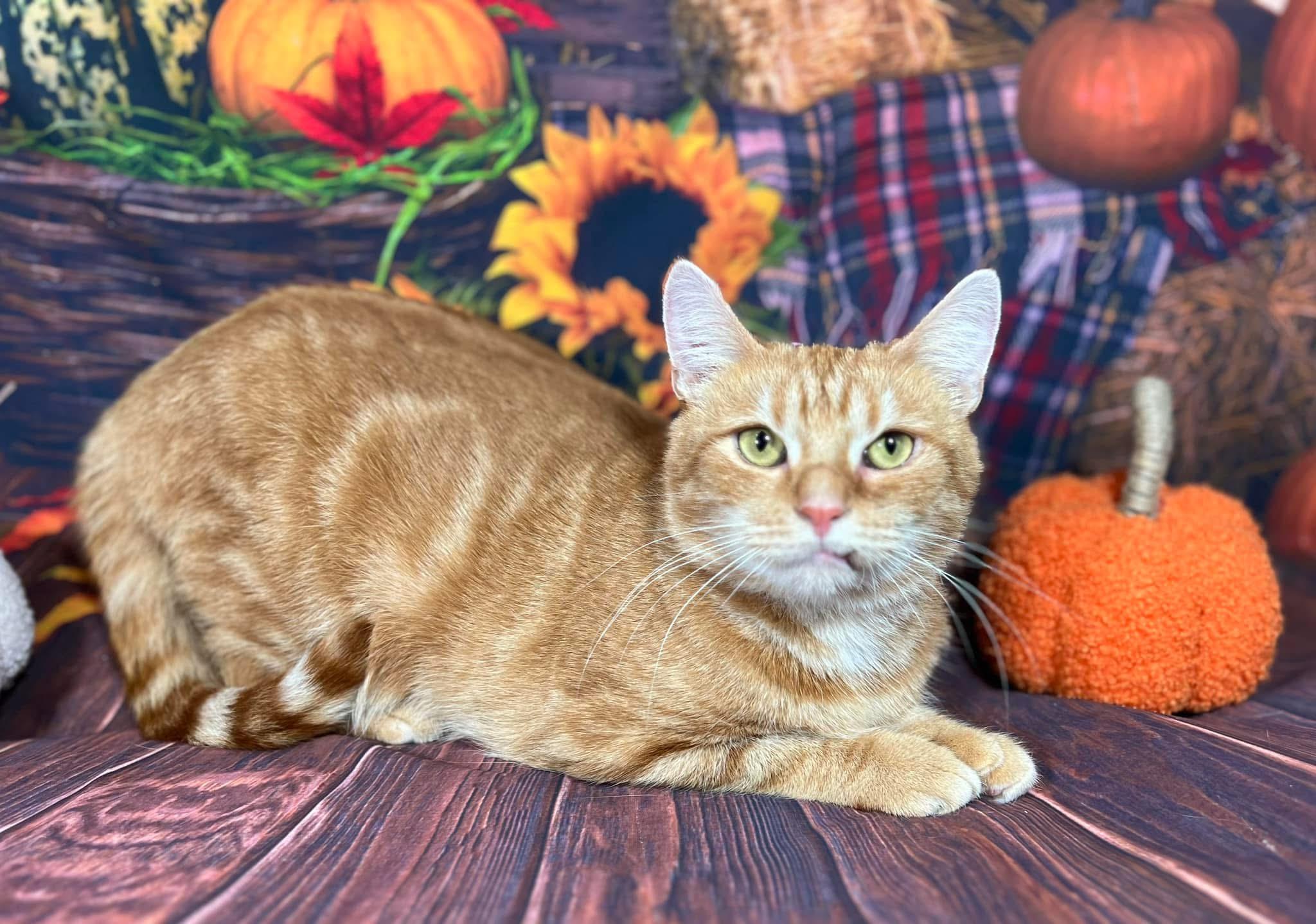 Enlarge Marmalade, a Adoptable mixed breed in Greensburg, PA image 8/8