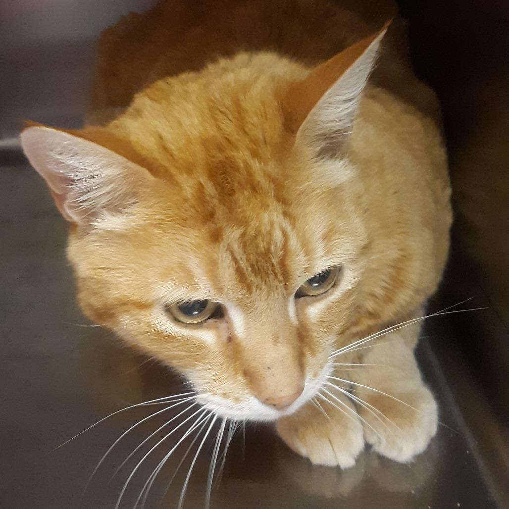 Harley, Adoptable, Adult Male Domestic Short Hair.