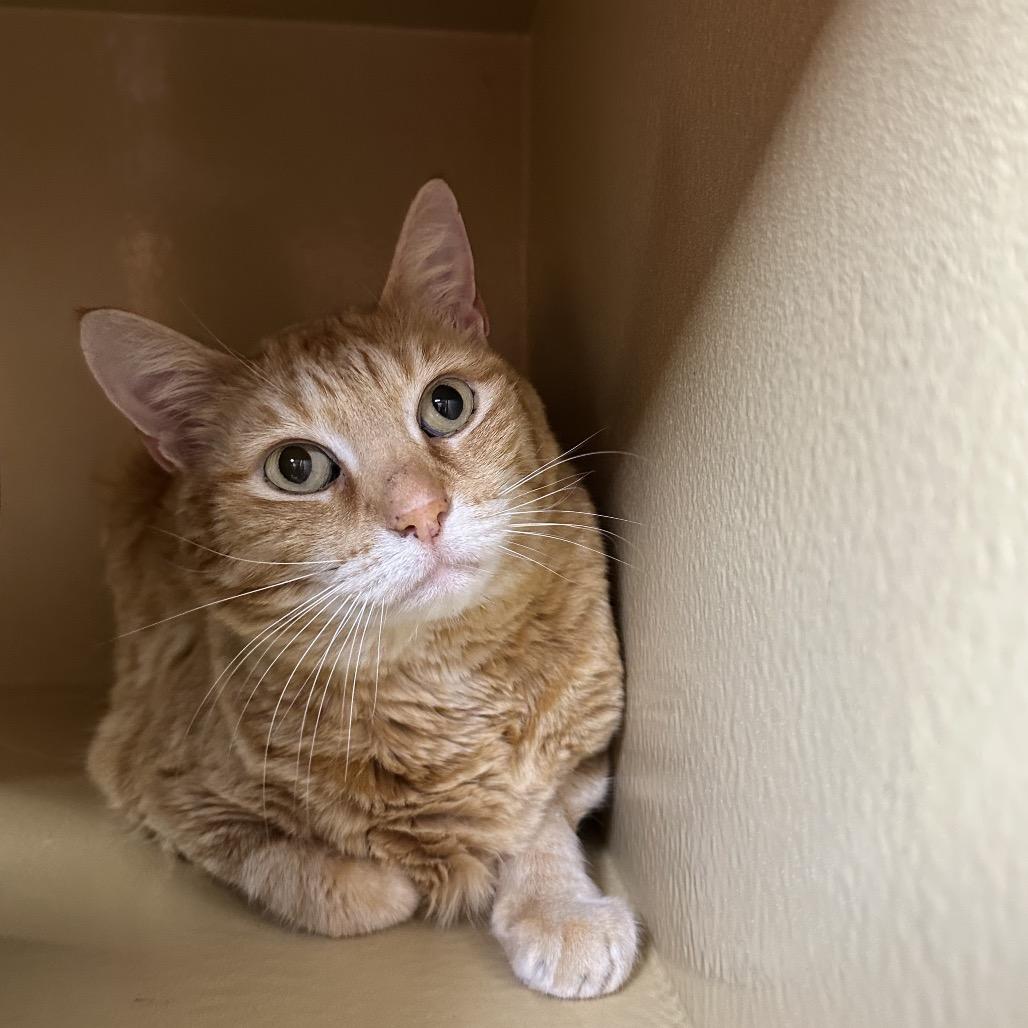 Enlarge Harley, a Adoptable Domestic Short Hair in Spokane, WA image 2/6