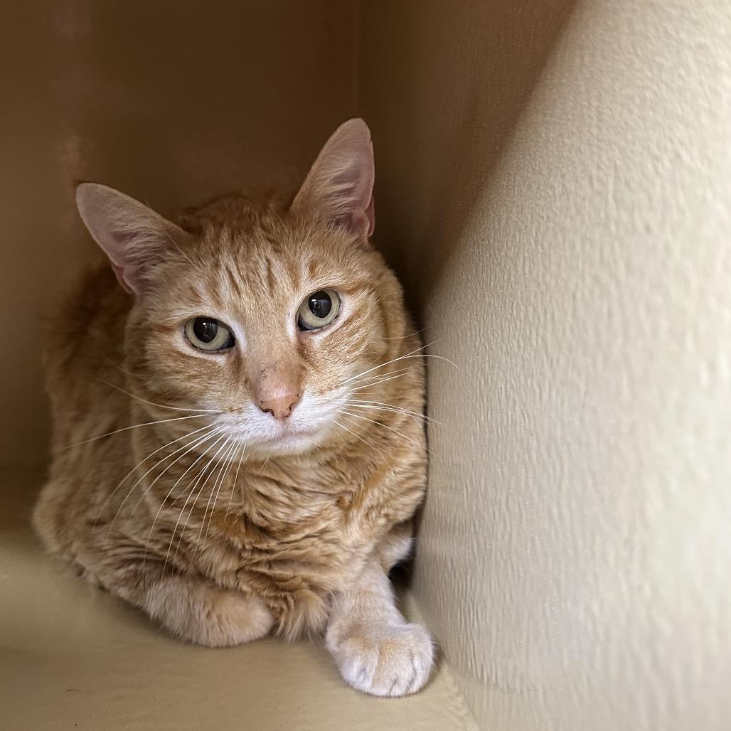 Enlarge Harley, a Adoptable Domestic Short Hair in Spokane, WA image 3/6