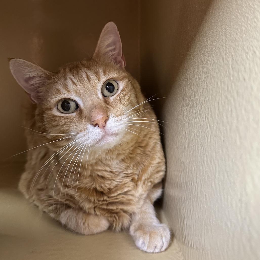 Enlarge Harley, a Adoptable Domestic Short Hair in Spokane, WA image 4/6