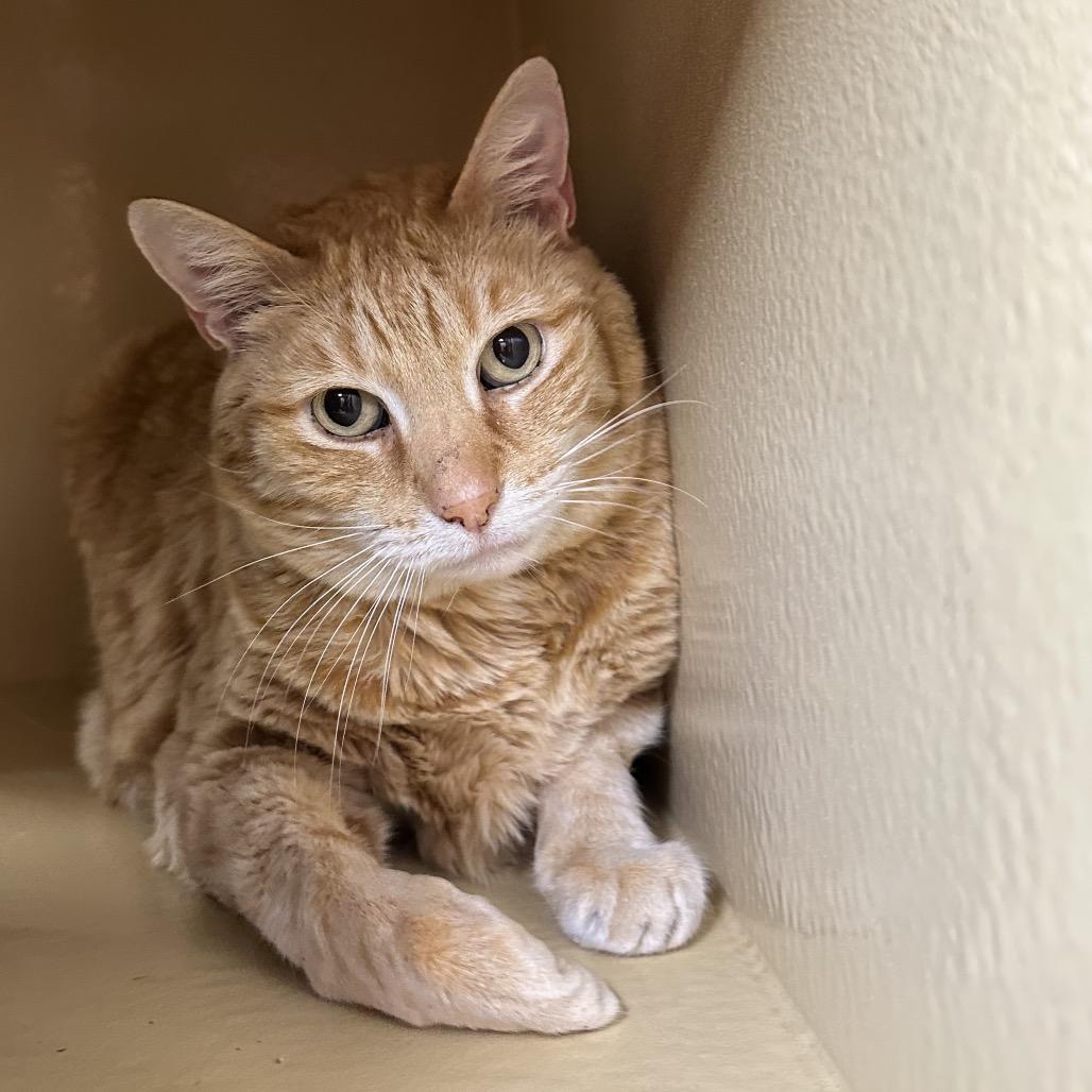 Enlarge Harley, a Adoptable Domestic Short Hair in Spokane, WA image 5/6