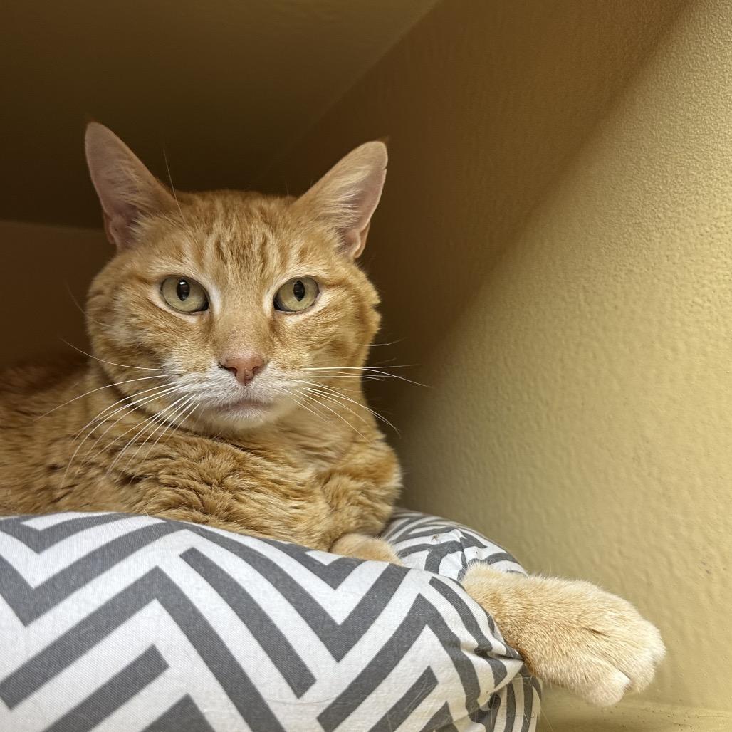 Enlarge Harley, a Adoptable Domestic Short Hair in Spokane, WA image 6/6