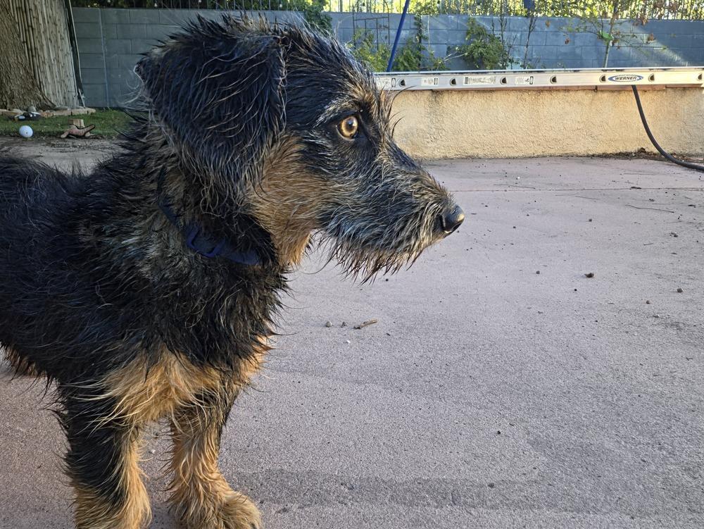 Enlarge Watson, a Adoptable mixed breed in Albuquerque, NM image 1/4